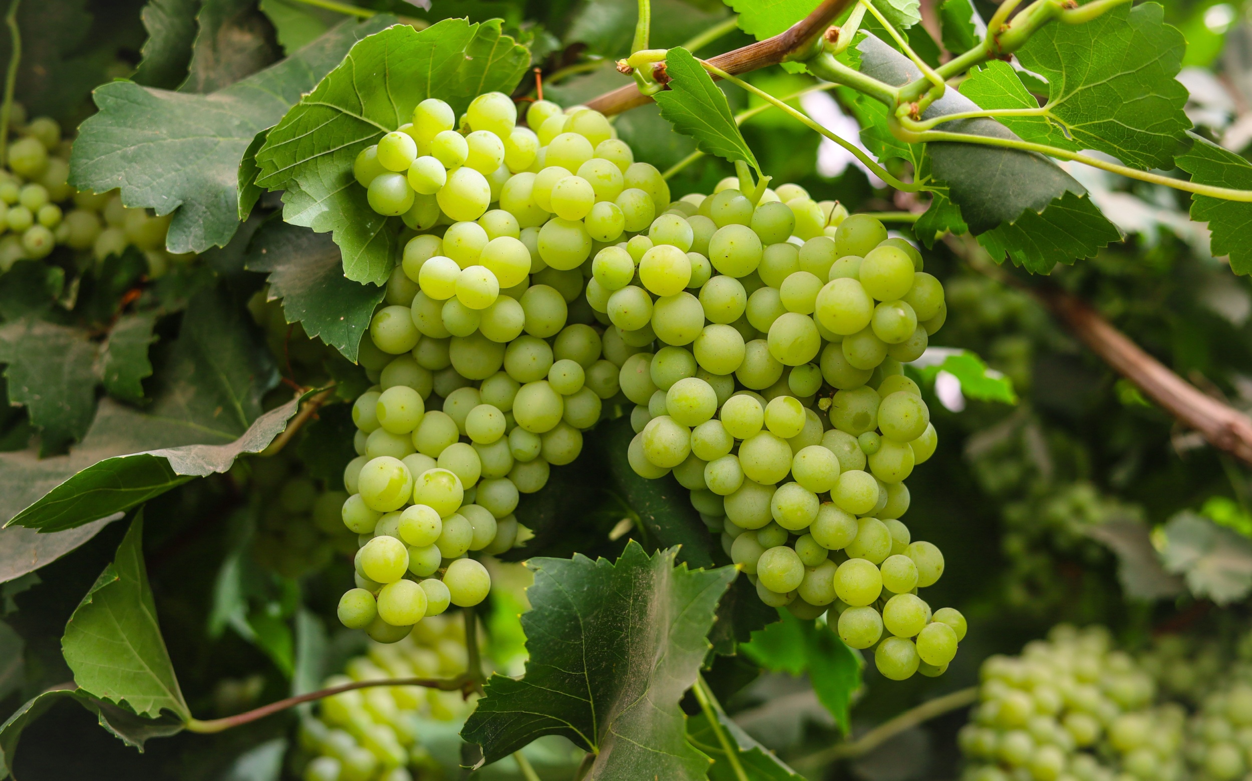 Grapevines Could Replace Plastic with Fast-Biodegrading Packaging