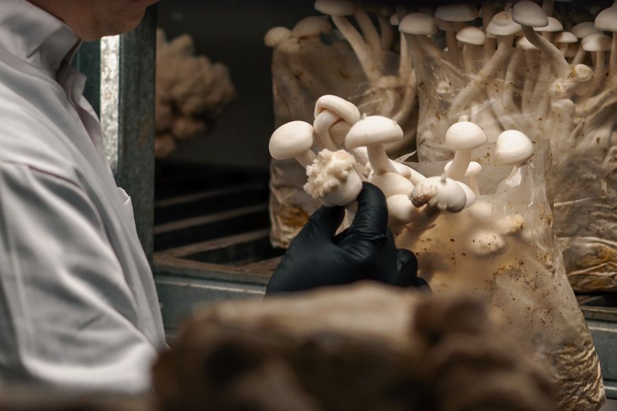 University of Maine Creates Eco-Friendly Fungus-Based Coating for Water-Resistant Packaging